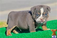 american pit bull puppy posted by Exotic Bully